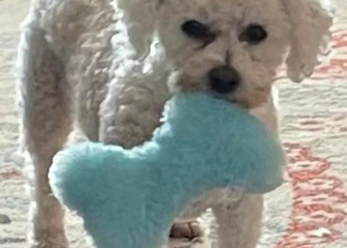 A And C Plot 21 2 Double Bedrooms Plot 21 With Hot Tub 1 Pet Only No Commercial Vans 4pm Check In